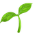 seedling